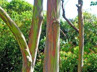 Eucalyptus_deglupta-trees.jpg