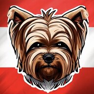 TheYorkshireTerrier