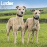 Lurcher