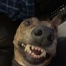 Laughing Gravy